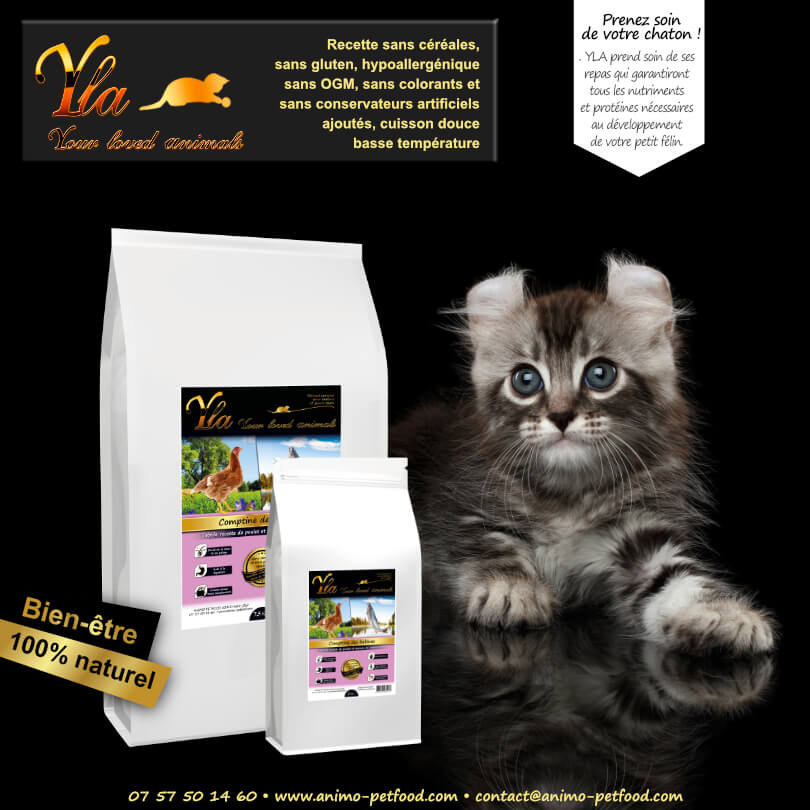 alimentation-sans-cereale-pour-chaton